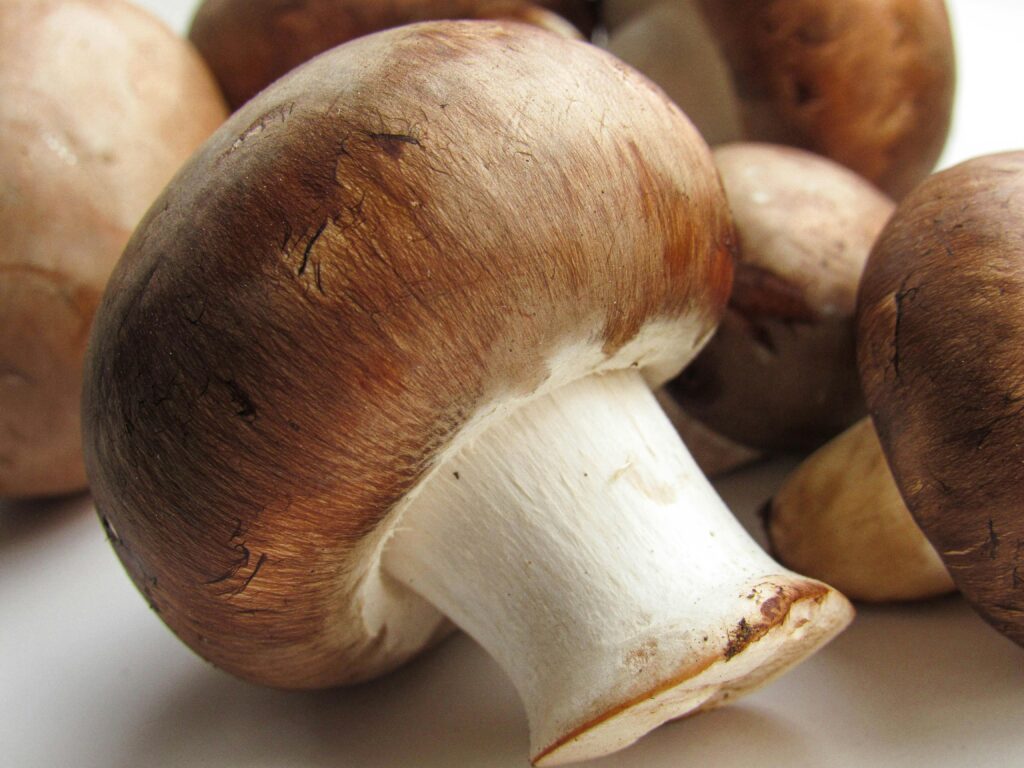 Raw Portobello Mushrooms 