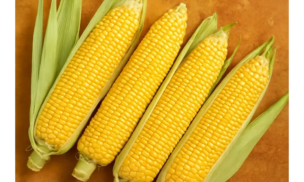 Four ears of fresh sweet corn with husks partially peeled on a warm surface